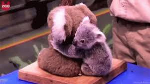 Hugs Koala Gif Hugs Koala Cute Gifs Cute Animals Baby Koala Baby Animals