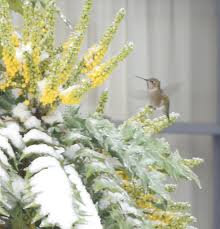 And rare in the east cascades and along the pacific northwest. The Anna S Hummingbird Is A Permanent Resident In The Pacific Northwest And Will Visit Feeders And Winter Flowers There Year Round Awwducational