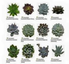 Succulent Plant Identifier Garden Design Ideas