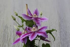Check spelling or type a new query. Clematis Waldrebe Dr Ruppel Lubera At