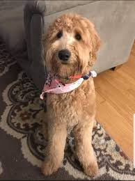 Our founder, linda, has been working with dogs for 50 years having traveled across the usa & canada showing purebred dogs (shelties) with her aunt starting at 12 years old. Ryan S Goldens And Doodles Goldendoodle Breeder In Greene Ri