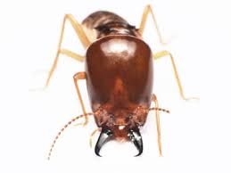 San luis obispo •1 room. Aloha Termite Pest Control Services Serving All Islands In Hawaii