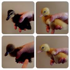 Black And Yellow Duckling Our Ducks We Think We Have 2 Rouens Black Tan 1 Khaki Cambell Brown 1 Pekin Yellow Turns White We Will See Duck Farming Black And Tan Duck