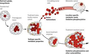 To provide gold open access, this journal has a publication fee which needs to be met by the authors or their research funders for each article published open access. Metabolic Reprogramming And Cancer Progression Science