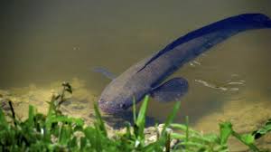 Aquarium care for freshwater fish freshwater fish are perhaps the easiest fish to care for in comparison to saltwater species because. How To Catch Snakehead Fish The Ultimate Guide One Stop Marine