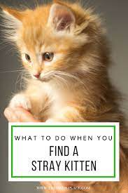 Pin On Cats