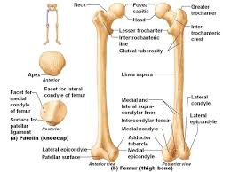 At the medial epicondyle, your wrist and forearm flexor muscles connect to your upper arm bone. What Are The Leg Bones Of The Human Body Bones Of The Leg Learn Bones Anatomy Bones Skeletal System Anatomy Body Bones