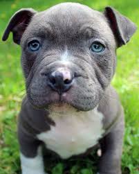 Unfortunately, the pitbull terrier has a bad reputation as being a fighting dog, this is much more to do with the owner rather than the breed, however extreme caution is suggested if you are looking at purchasing a. Blue Nose Pitbull Puppies For Sale Guide At Puppies Www Joeposnanski Com