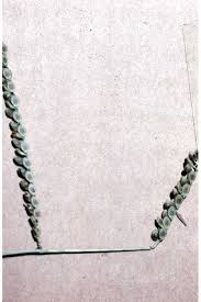 Image result for Paspalum plicatulum