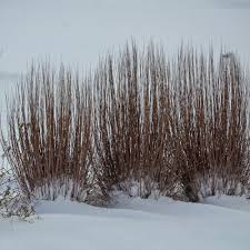 Image result for Schizachyrium claudopus