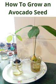 How To Grow An Avocado Seed Step By Step Guide Avocado Avocado Seed Growing Grow Guide Seed Step Grow Avocado Avocado Seed Avocado Seed Growing