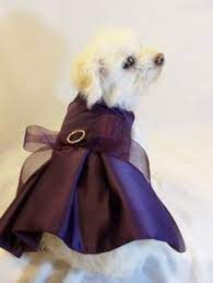 Pin On Wedding Dogs