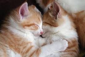 On Average Cats Spend 2 3 Of Every Day Sleeping That Means A Nine Year Old Cat Has Been Awake For Only Three Years Of Its Kittens Cutest Sleeping Kitten Pets