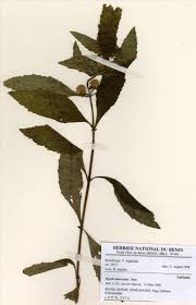 Image result for Hyptis lanceolata