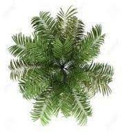 Best Plants Png Interior Rendering Ideas Tree Photoshop Tree Plan Photoshop Trees Top View