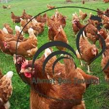 Yumurtalik Tavuk Civciv Hindi Satisi Ahmet Sen Edirne Kirklareli Tekirdag Yumurtalik Tavuk Cesitleri Hindi Civciv Ve Yar 2020 Tavuk Irklari Arka Bahce Tavuk Tavuk
