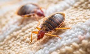 Image result for bed bugs