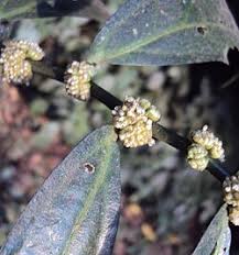 Image result for Elatostema welwitschii