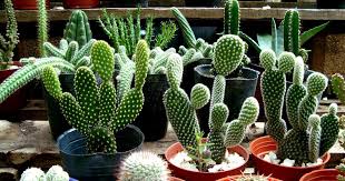 Comencemos definiendo que son las suculentas. Los Cactus Cactaceas Id Plantae
