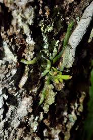 Image result for Taeniophyllum