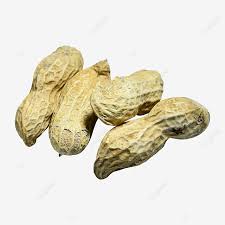 Testimoni kacang tanah gdm organik. Gambar Empat Kacang Tanah Organik Clipart Kacang Makanan Matang Png Dan Clipart Untuk Muat Turun Percuma