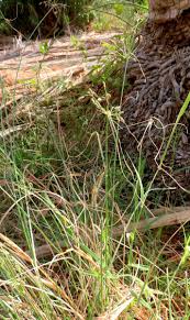 Image result for Fimbristylis ferruginea