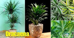 The foliage will even burn if subjected to direct sunlight. Popular Types Of Dracaena Varieties Used Indoors And Outdoors
