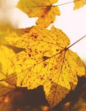 Joe Lee Clardy Obituary November 6, 2019