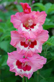 Pin By Judit Perecsenyi On Sahara Fah Beautiful Flowers Flowers Summer Flowers