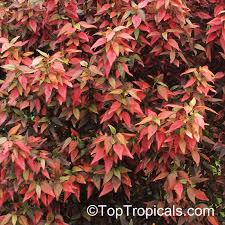 Image result for Acalypha paucifolia
