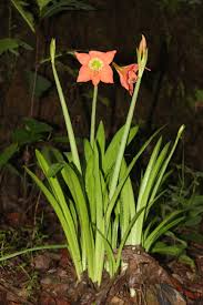 Image result for Hippeastrum