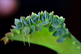 Image result for Bryophyllum