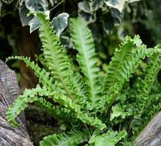 Image result for Asplenium laurentii