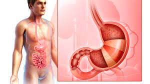 Illustrated Anatomy Of The Stomach