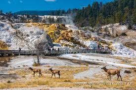 Aufgrund seiner lage über der magmakammer. Yellowstone National Park Wildlife Bison Pronghorn Wapiti Wyoming Www Wilde Weite Welt De
