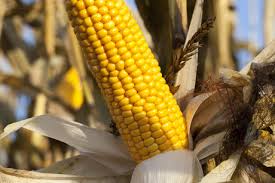 They may be a pain to remove when husking corn on the cob, but they're a big help when it comes to knowing when to harvest baby corn. Ear Ear Corn Science Advances