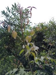 Image result for Rubus pinnatus