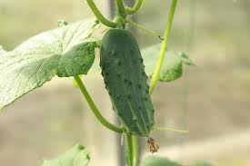 Another culprit for cucumbers turning yellow is plant disease. Top Problems Growing Cucumber And How To Fix Them Ready To Diy