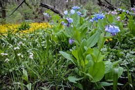 Thinking Outside The Boxwood Virginia Bluebells Beautiful Flowers Gorgeous Gardens