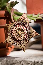 Image result for Orbea umbracula