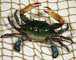 Plastic blue crab decorations for parties. Realistic Maryland Blue Crab Accent Set Of 3 Crab Decor Blue Crab Decor Maryland Blue Crab