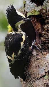 Black And White Spotted Bird Pito De Corazones Heart Spotted Woodpecker Rundschwanzspecht Pic Canente Beautiful Birds Pretty Birds Pet Birds