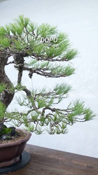 Oggi vediamo insieme come eseguire il #mekiri ad uno dei nostri pini neri   #bonsai #bonsaitree #japan