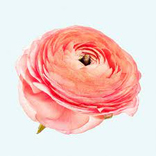 Download Premium Psd Of Blooming Pink Ranunculus Flower 2278068 Macro Photography Flowers White Rose Flower Flower Illustration