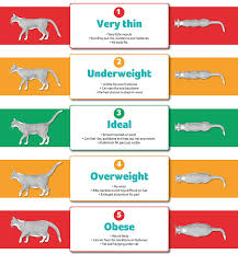 weight loss in cats pdsa