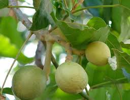 Image result for Aleurites