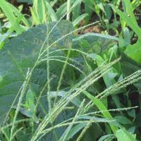 Image result for Digitaria maitlandii
