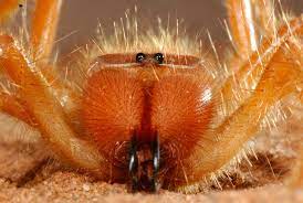 Camel spiders are not spiders, and they don't eat camels — or people. Camel Spiders Are Fast Furious And Horrifically Fascinating Science Smithsonian Magazine