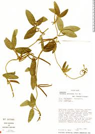 Image result for Teramnus