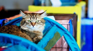 Operation span and reading span tasks. 100 Facts About Cats That You Should Read Right Meow The Fact Site
